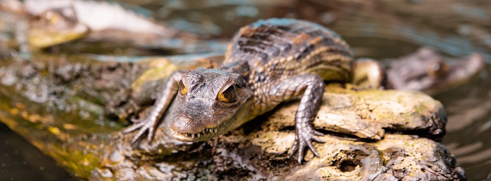 Riqueza animal y su cuidado en el Caribe | Donde.co